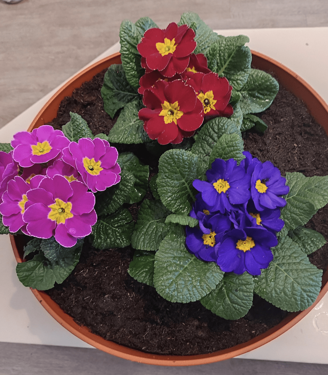 Prímulas. Oreja de Oso. Colores Mixtos4