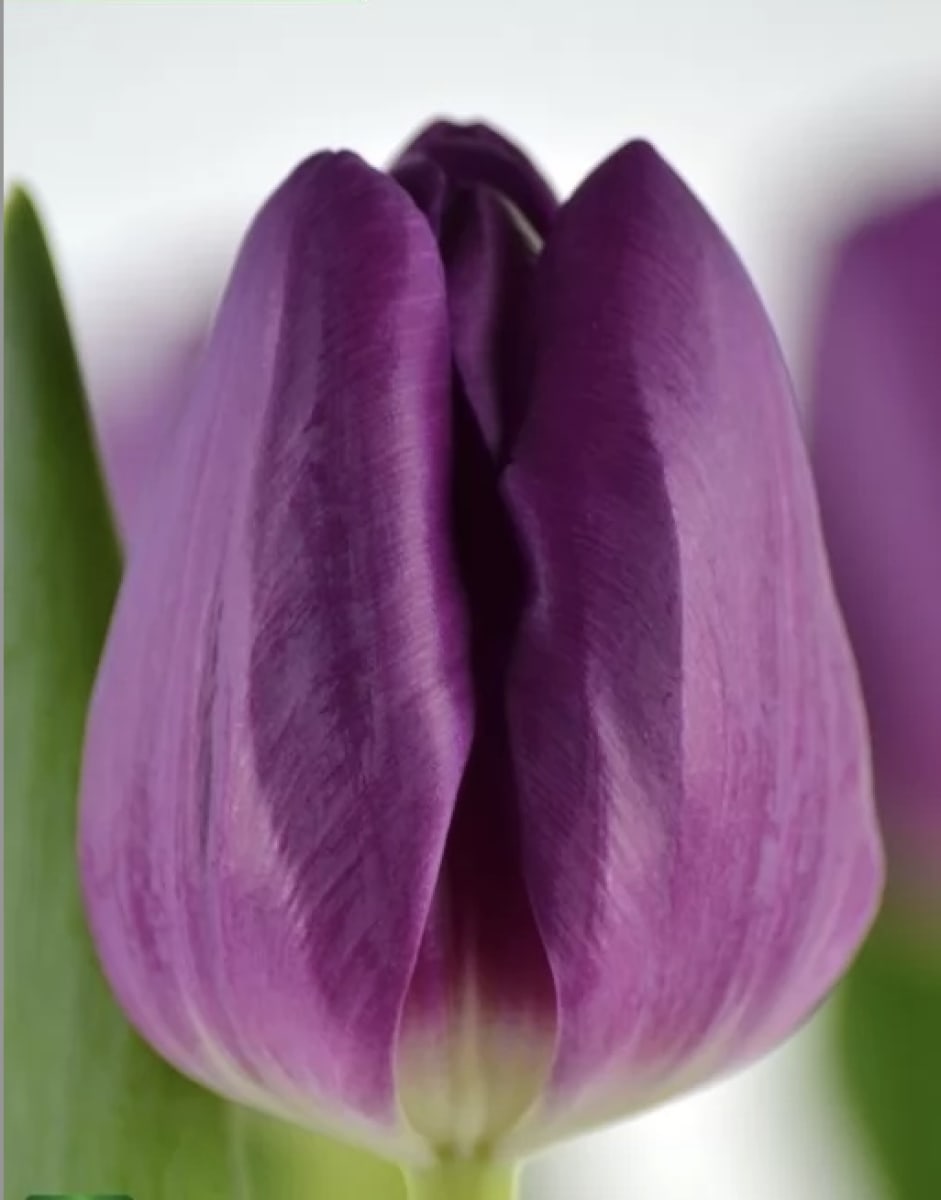 5 Docenas  de Bulbos Tulipas Color: Púrpura. Calibre 12-142