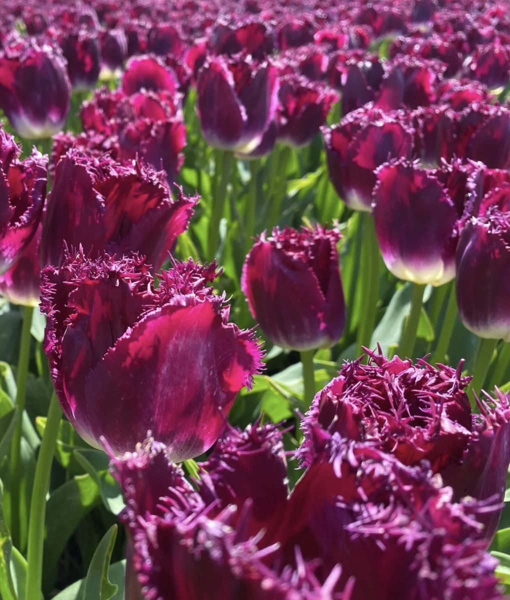 1 Docena de Bulbos Tulipas Color: Púrpura. Crespo Doble. Calibre 12-142