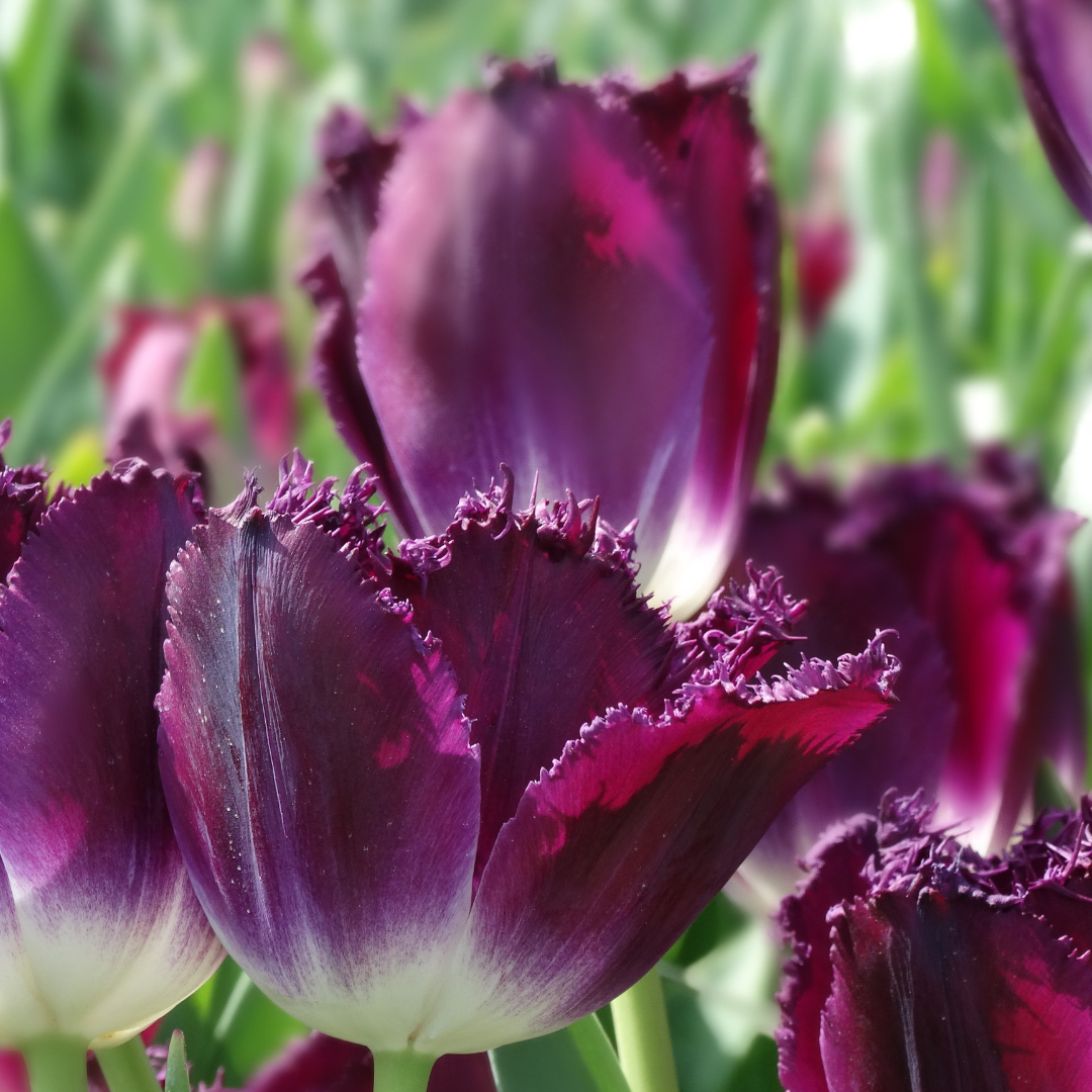 1 Docena de Bulbos Tulipas Color: Púrpura. Crespo Doble. Calibre 12-144