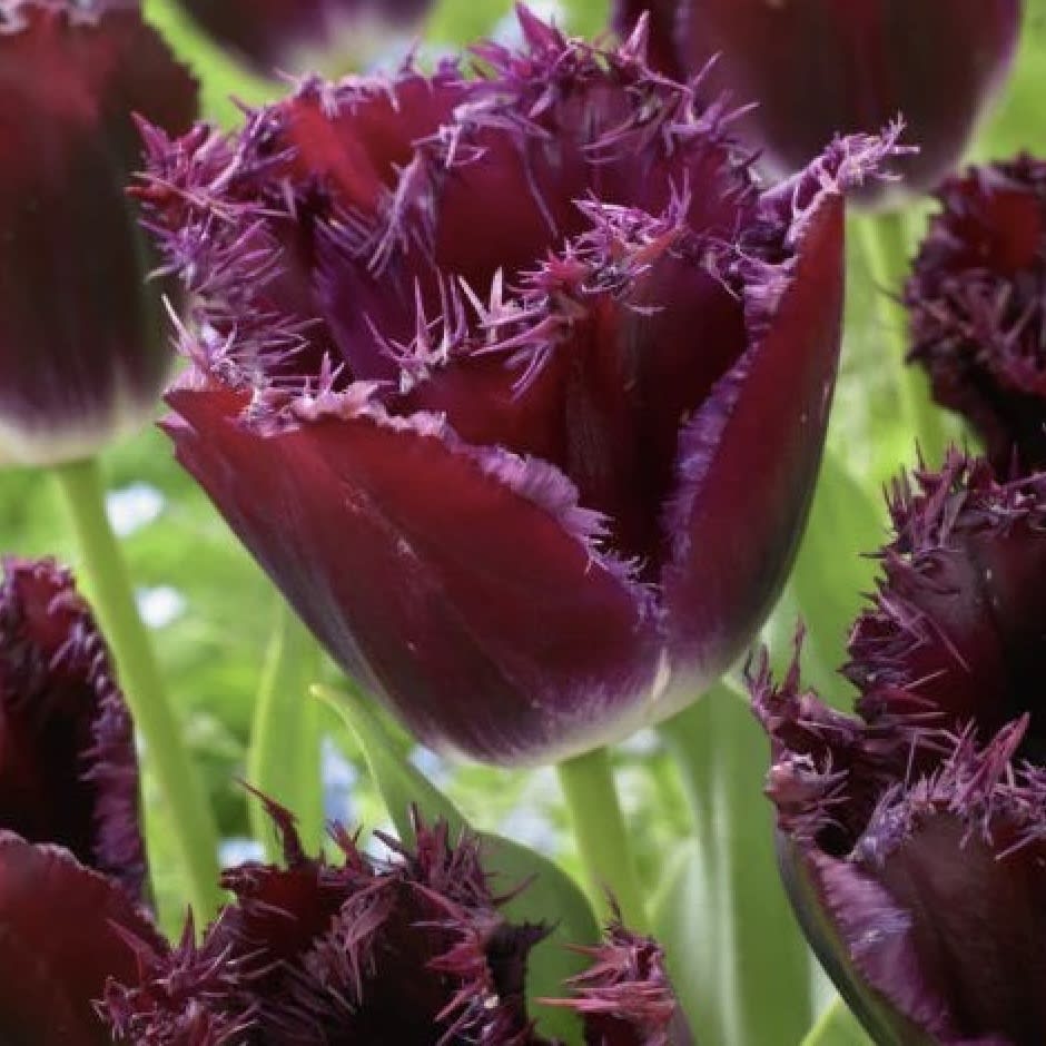 .5 Docenas de Bulbos Tulipas Color: Púrpura Doble Crespo . Calibre 12+3