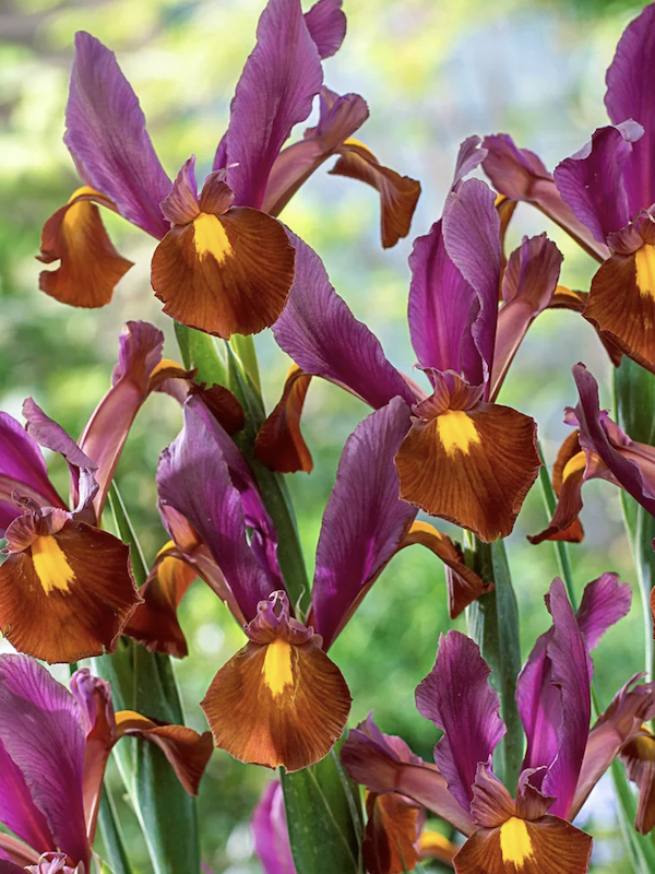 Bulbos de Iris Holándica Color: Púrpura Rojo  Toques Amarillos. Size: 7/82