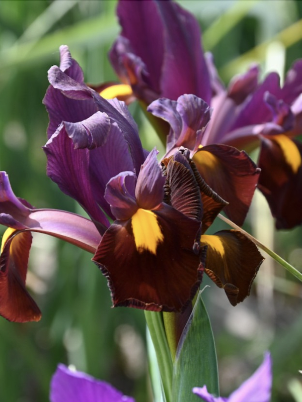 Bulbos de Iris Holándica Color: Púrpura Rojo  Toques Amarillos. Size: 7/83