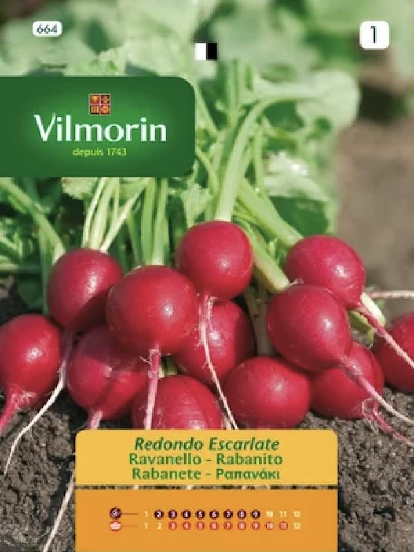 RABANITO ROJO ESCARLATA1