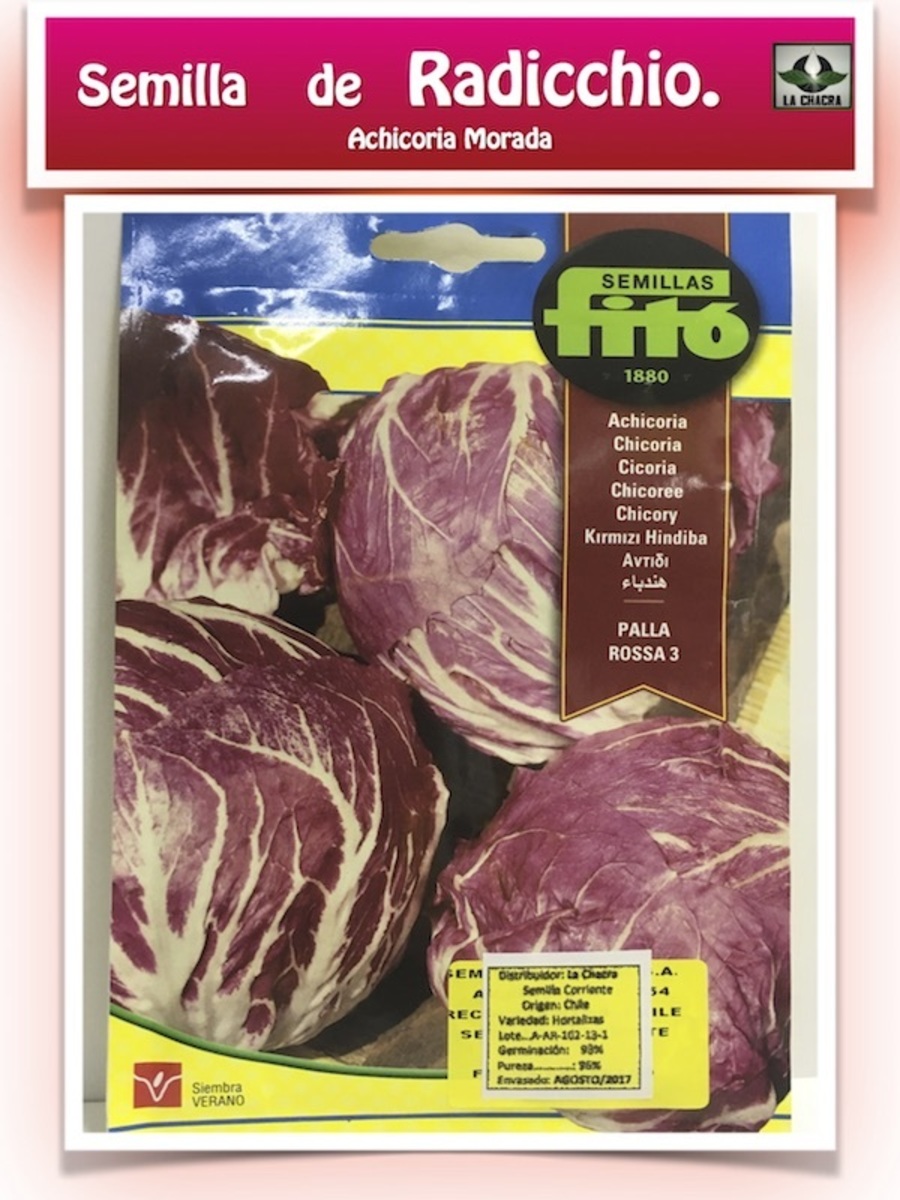 ACHICORIA ROJA DE CHIOGGIA1