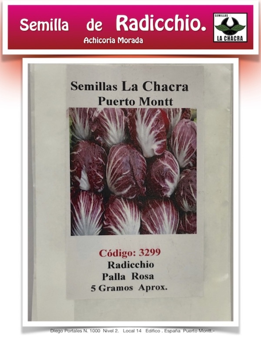 Radicchio. Achicoria Morada1