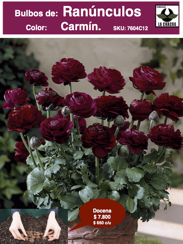 1 Docena de Bulbos de Ranúnculos Color: Carmín. Size: 5/61