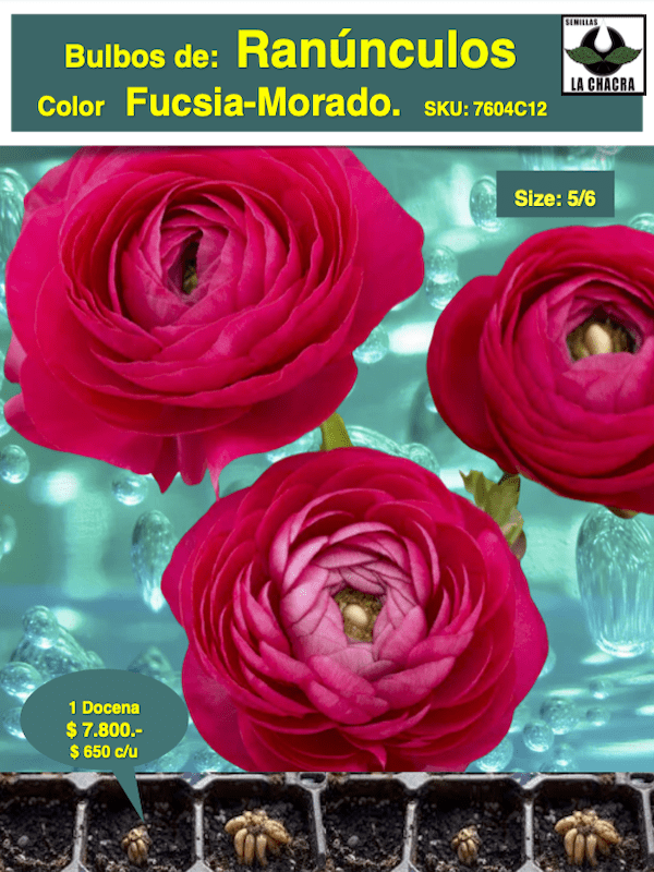 1 Docena de Bulbos de Ranúnculos Color: Fucsia - Morado. Size: 5/61