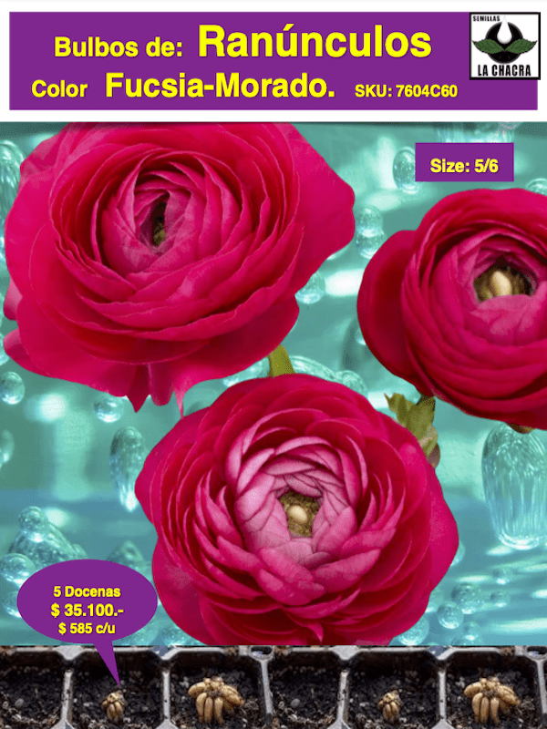 5 Docenas de Bulbos de Ranúnculos Color: Fucsia Morado. Size: 5/61