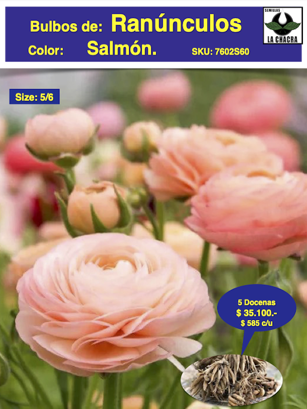 5 Docenas de Bulbos de Ranúnculos Color: Salmón. Size: 5/61