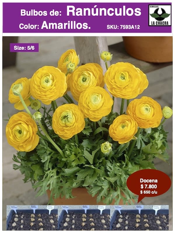 1 Docena de Bulbos de Ranúnculos Color: Amarillo. Size: 5/61
