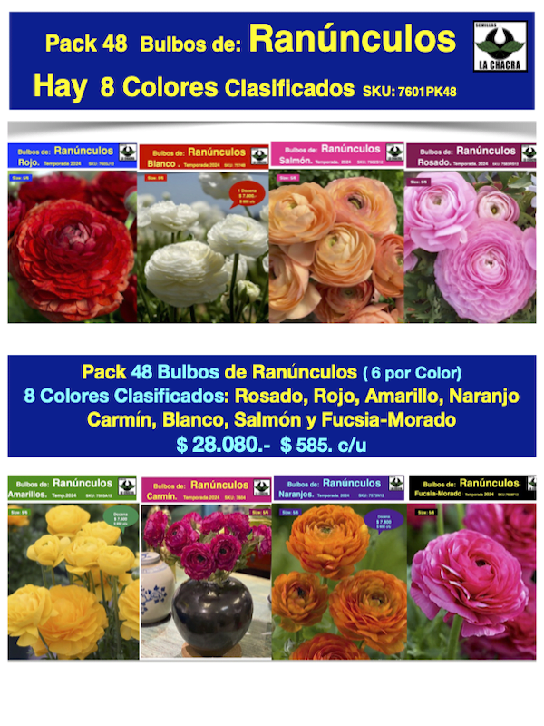 Pack 48 Bulbos de Ranúnculos Clasificados   8 Colores  Size 5/61