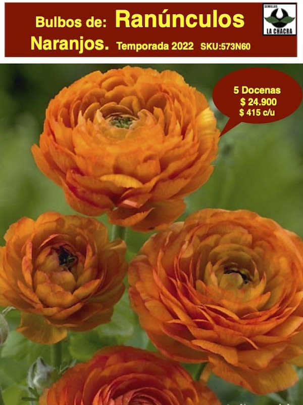 5 Docenas de Bulbos de Ranúnculos Color: Naranjo. Size: 5/61