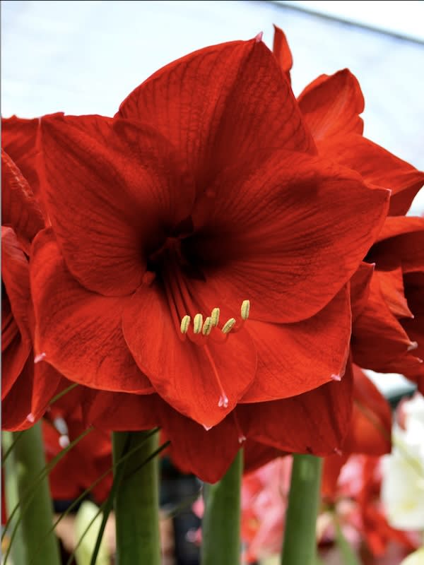 Amaryllis Clásicos Calibre Grande. Color Rojo Cardenal. Size: 26/282