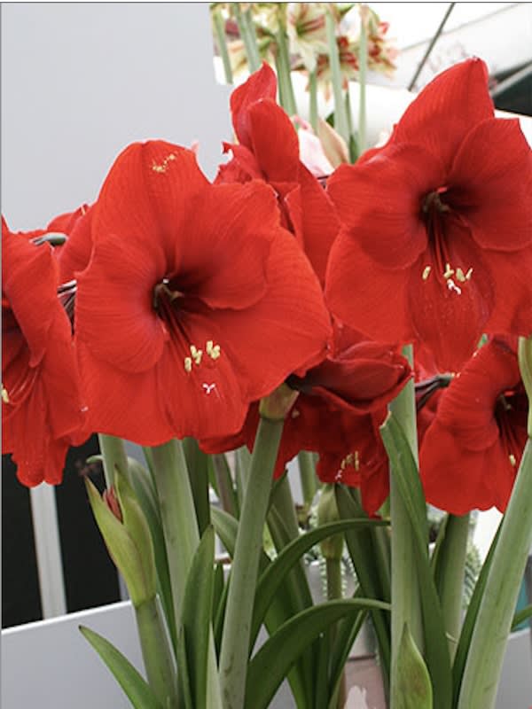 Amaryllis Clásicos Calibre Grande. Color Rojo Cardenal. Size: 26/284
