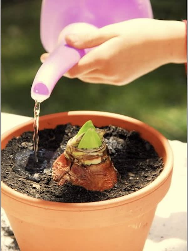 Amaryllis Clásicos Calibre Grande. Color Rojo Cardenal. Size: 26/283