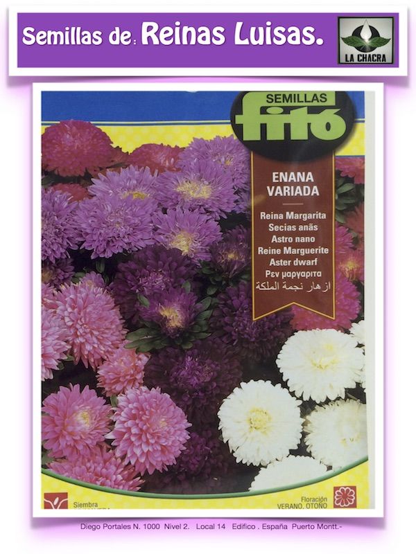 REINA MARGARITA ENANA VARIADA 2 GRAMOS1