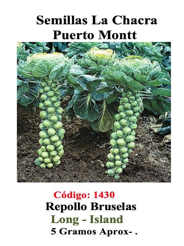 Repollo Bruselas 5 Gramos1
