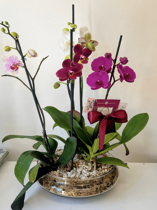 Sustrato Premium para Orquídeas. Bolsa. 2 Litros.2