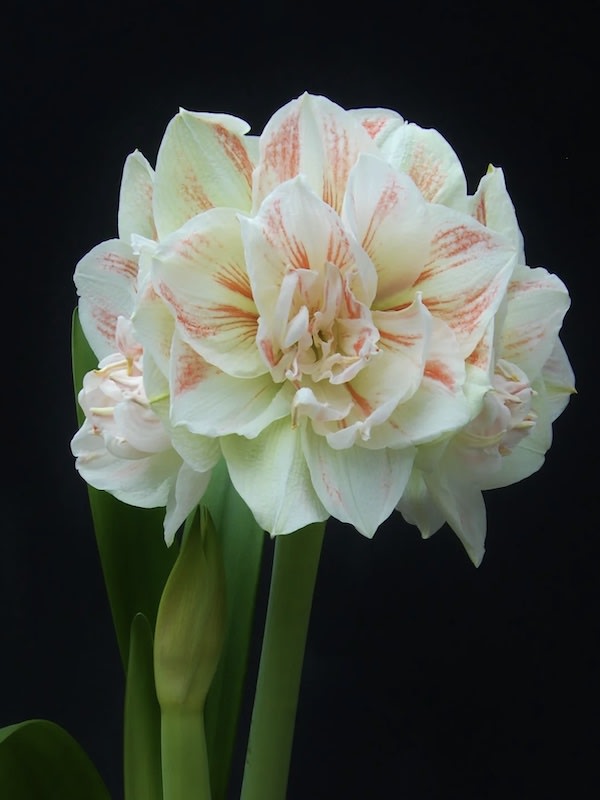Amaryllis Exclusivos  Color:  Blanco Doble Centro Rojo. Size: 26/284