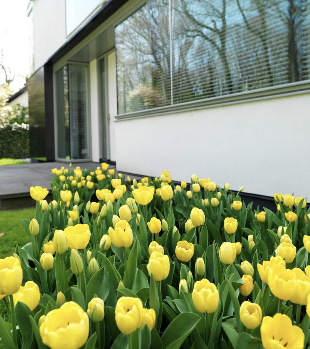 5 Docenas de Bulbos Tulipas Color: Amarillo . Calibre 12-144