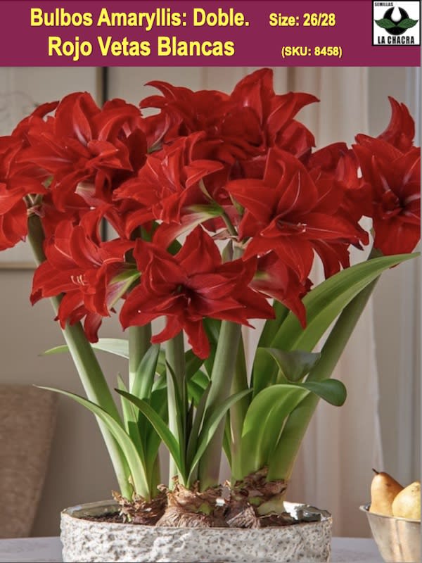 Amaryllis  Exclusivos Color: Rojo Doble Vetas Finas Blancas. Size: 26/281
