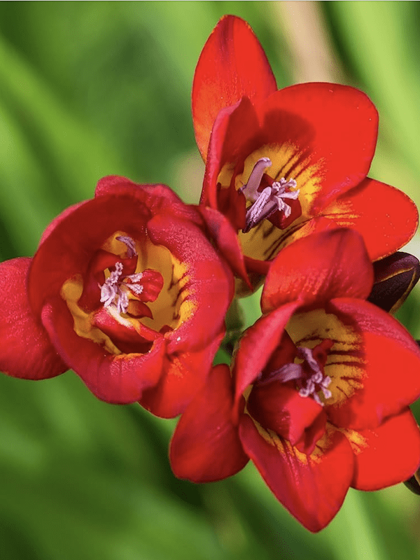 60 Bulbos Fresias Semi-Dobles    Color: Rojo Size: 5+3