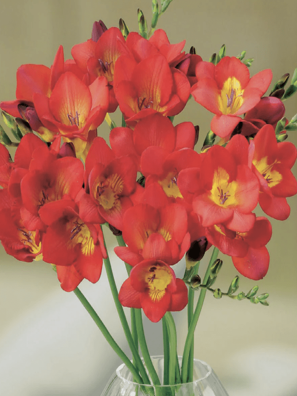 60 Bulbos Fresias Semi-Dobles    Color: Rojo Size: 5+4