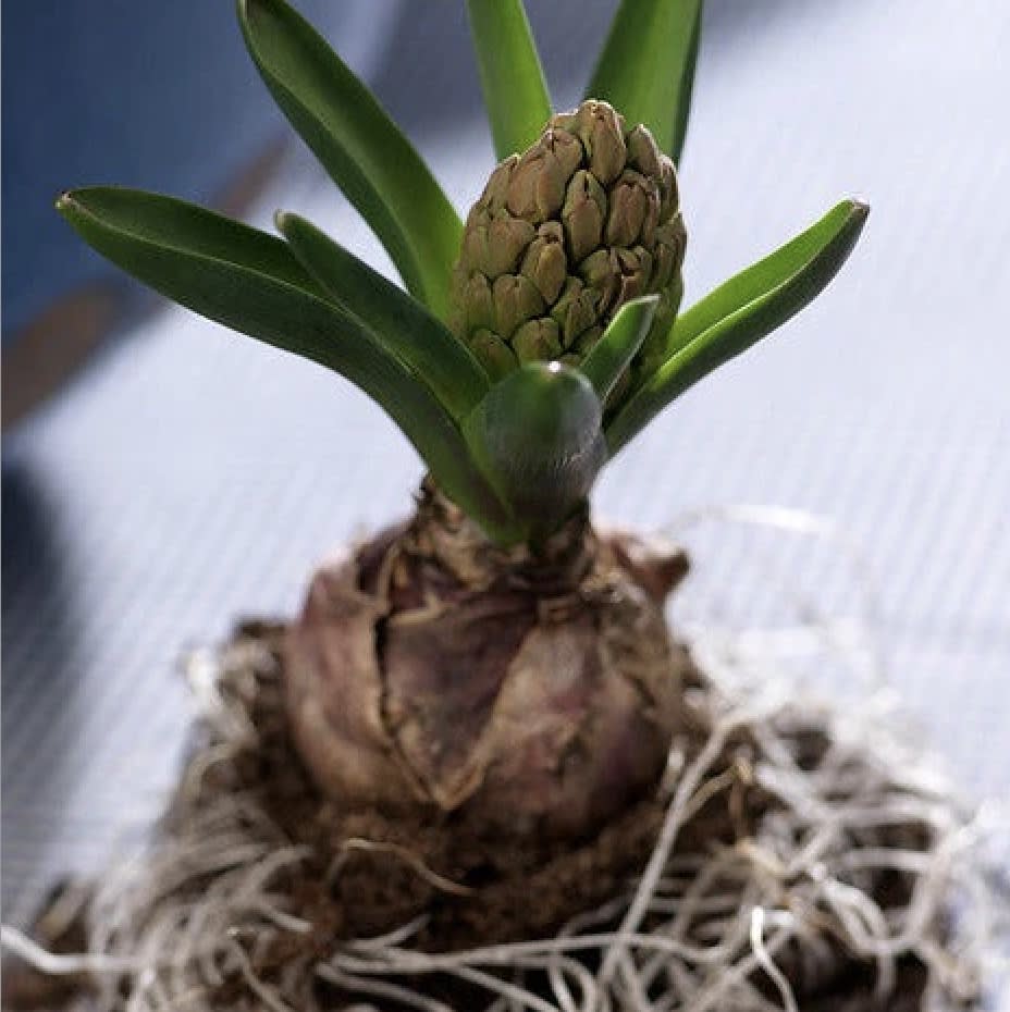 Jacinto. Rosado  Calibre: 13-153