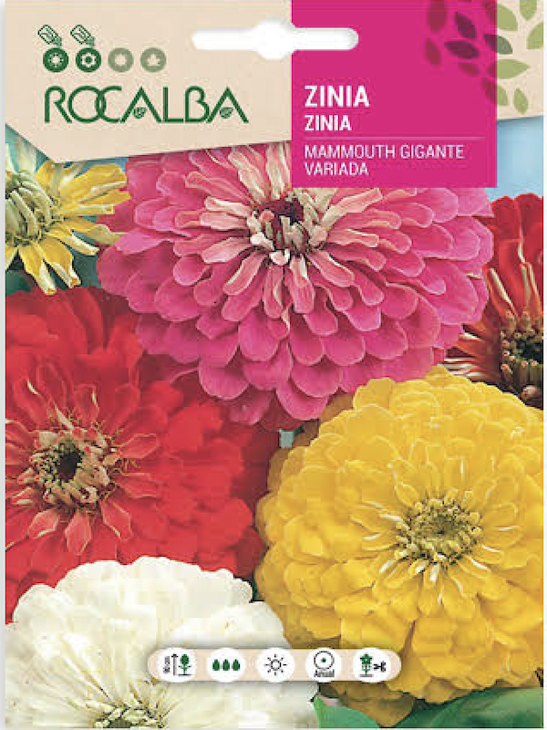 ZINNIA Mammouth Gigante Variada1