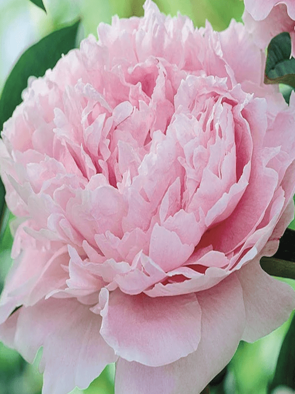 Rizoma de Peonía. Rosa Doble2
