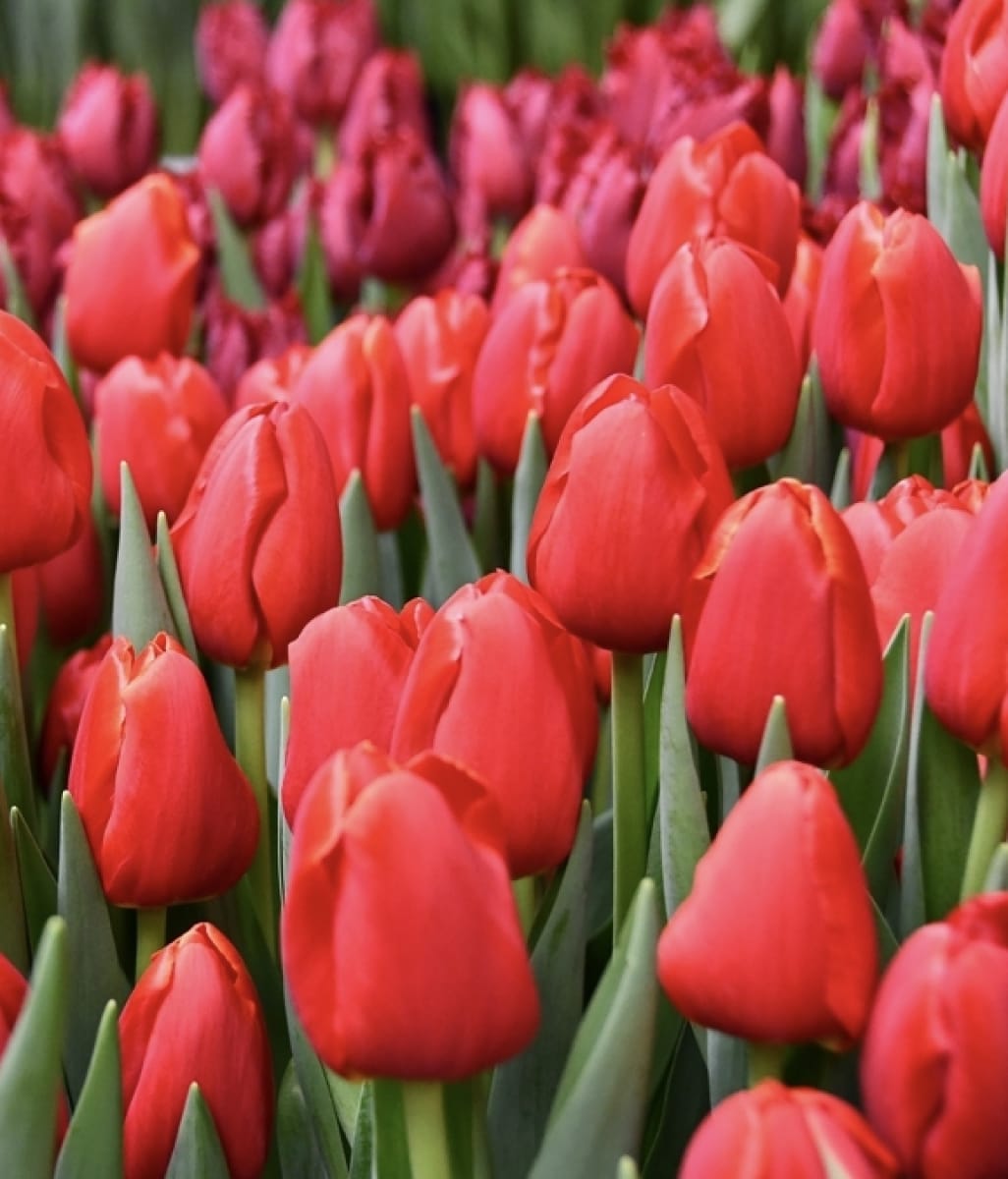 5 Docenas de Bulbos Tulipas Color: Rojo Italiano. Calibre 12-142