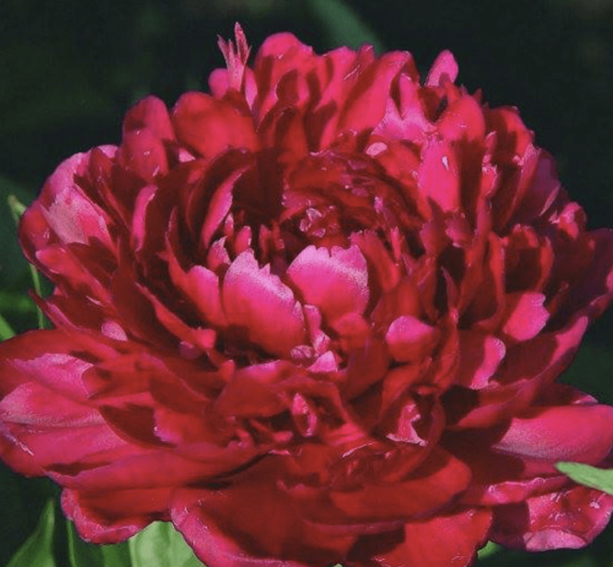 Rizoma de Peonía. Fucsia Doble4