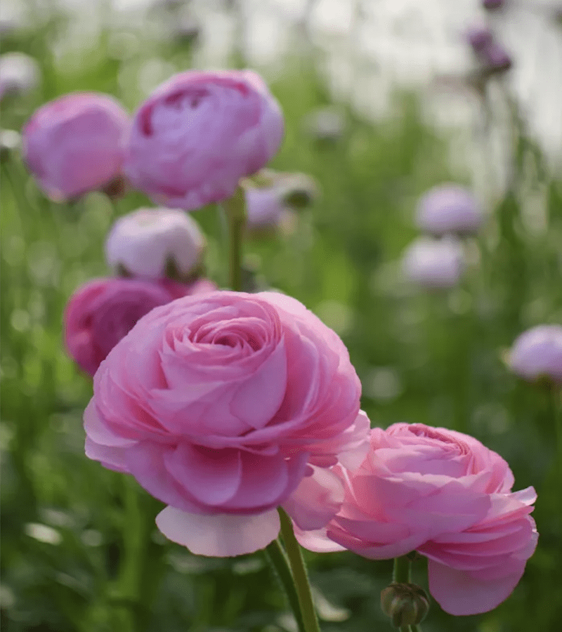 5 Docenas de Bulbos de Ranúnculos Color: Rosados. Size: 5/63