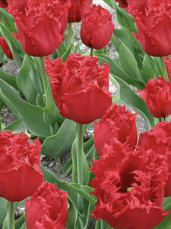 60 Bulbos Tulipas. Color: Rojo Crespo Doble. Size: 12/142