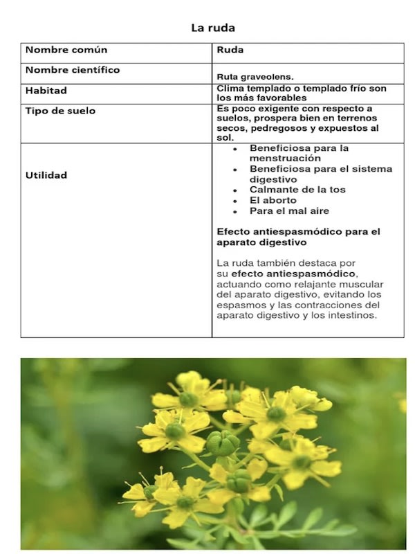Ruda (Arruda), Semillas2