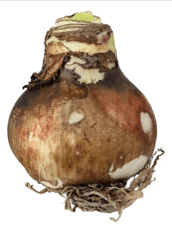 Amaryllis  Exclusivos Dobles. Color. Rojo Rubí. size 26/283