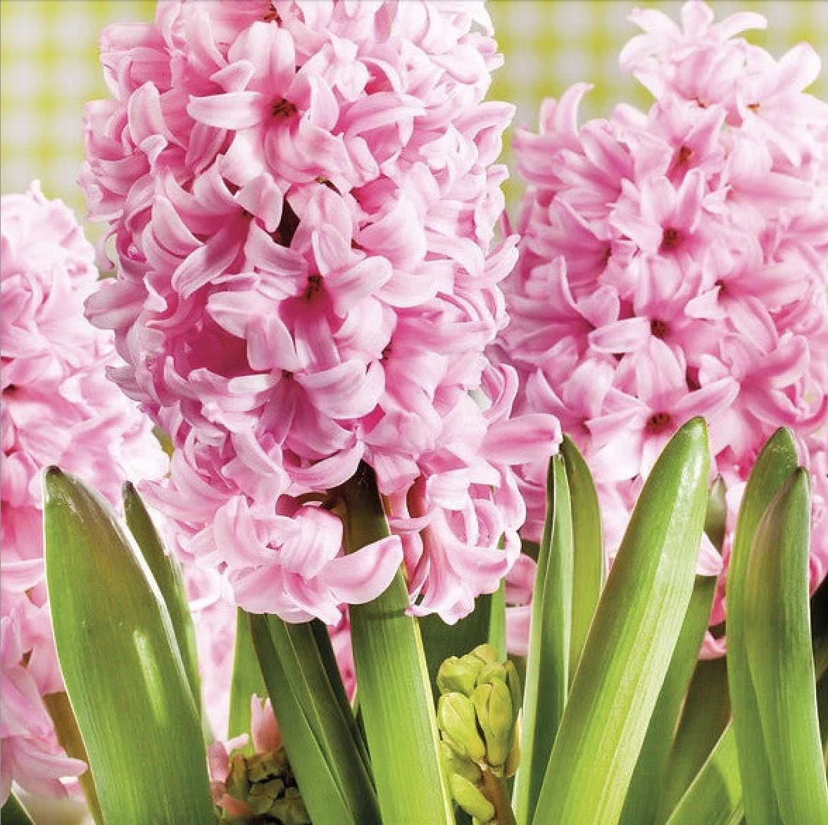 Jacinto. Rosado  Calibre: 13-154