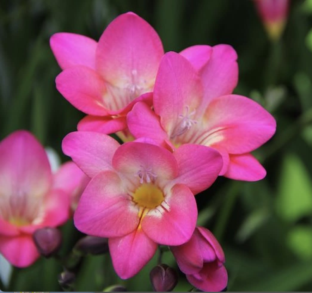 Bulbos Fresias  Rosadas.Pack 50 Unidades SIZE: 5+3