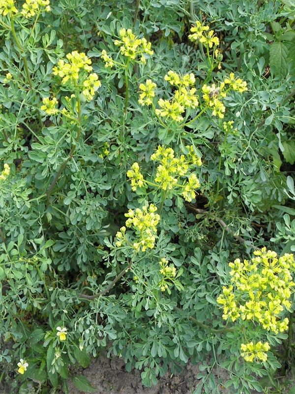 Ruda (Arruda), Semillas4