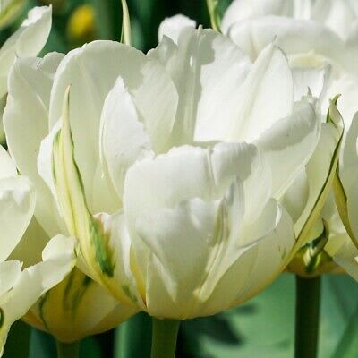 1 Docena de Bulbos Tulipas Color: Blanco Jaspeado. Calibre 12+2