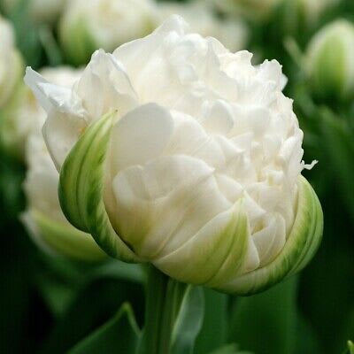 1 Docena de Bulbos Tulipas Color: Blanco Jaspeado. Calibre 12+4