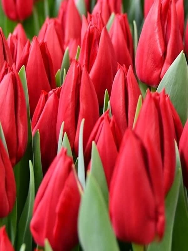 5 Docenas de Bulbos Tulipas Color: Rojo/Fucsia. Calibre 12-142