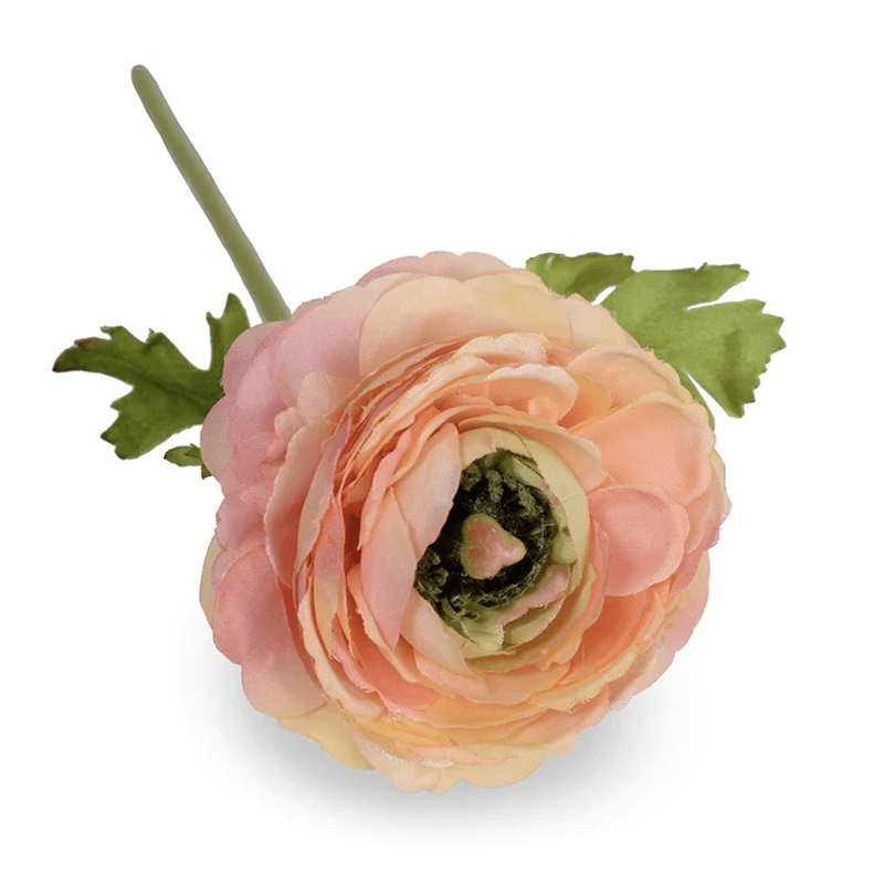 1 Docena de Bulbos de Ranúnculos Color: Salmón. Size: 5/62