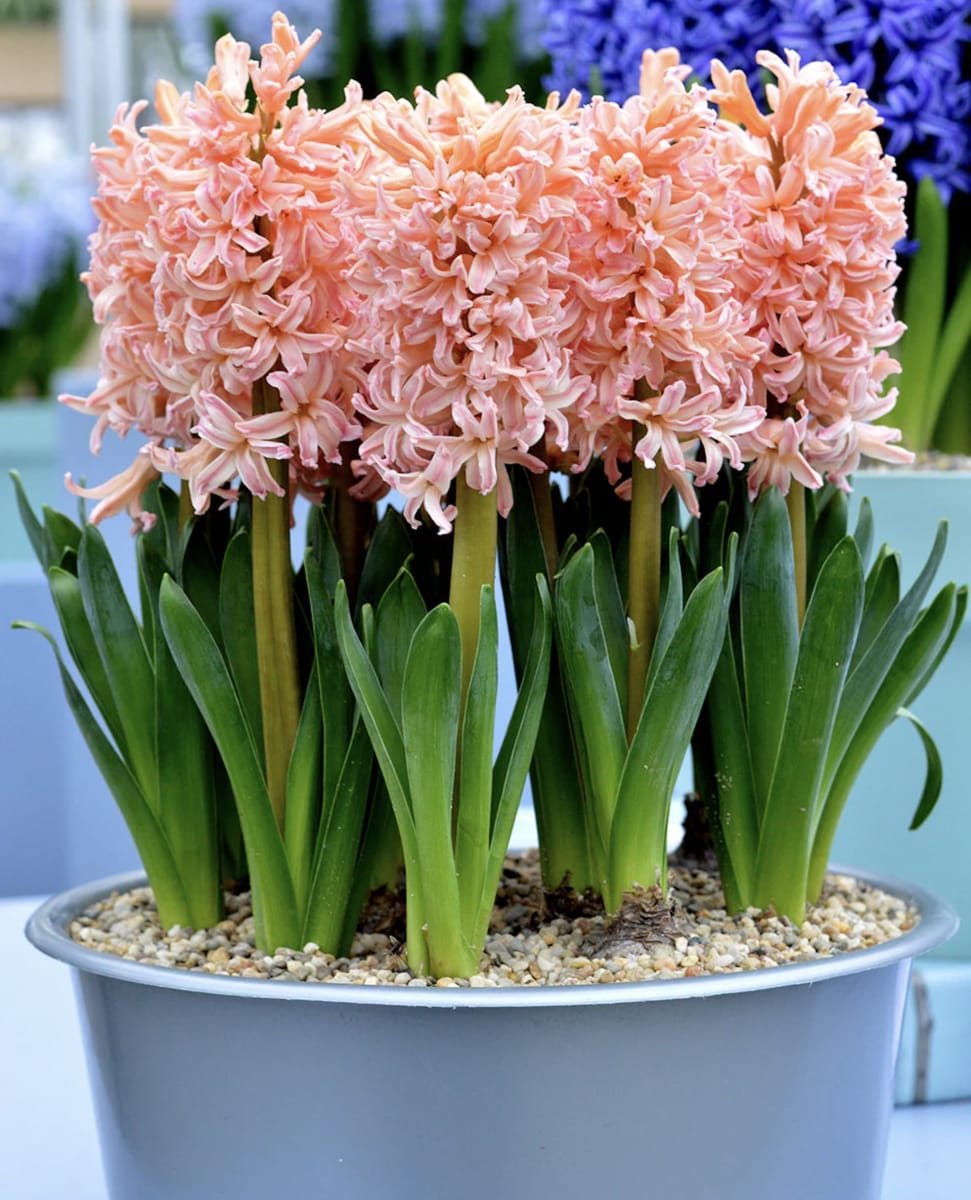 Jacinto Salmón  Calibre 13-155