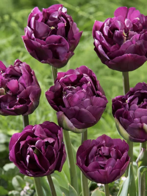 12 Bulbos Tulipas Color: Púrpura Doble. Size: 12/143