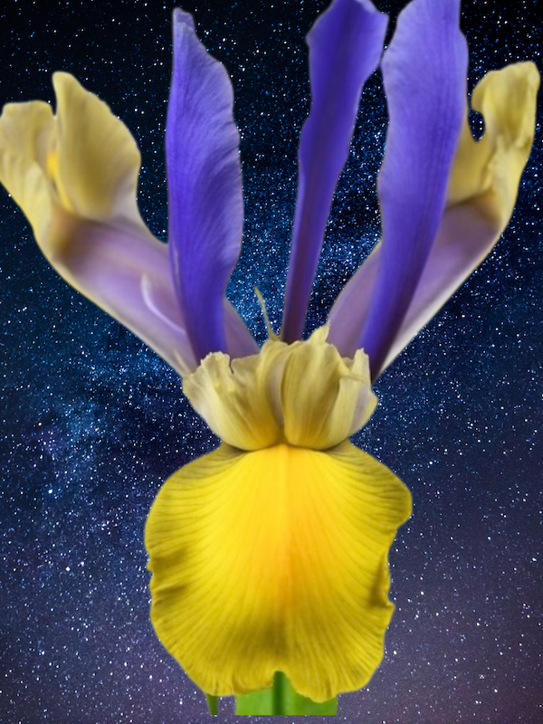 Bulbos de Iris Holándica Color: Azul/Saigón 8+2