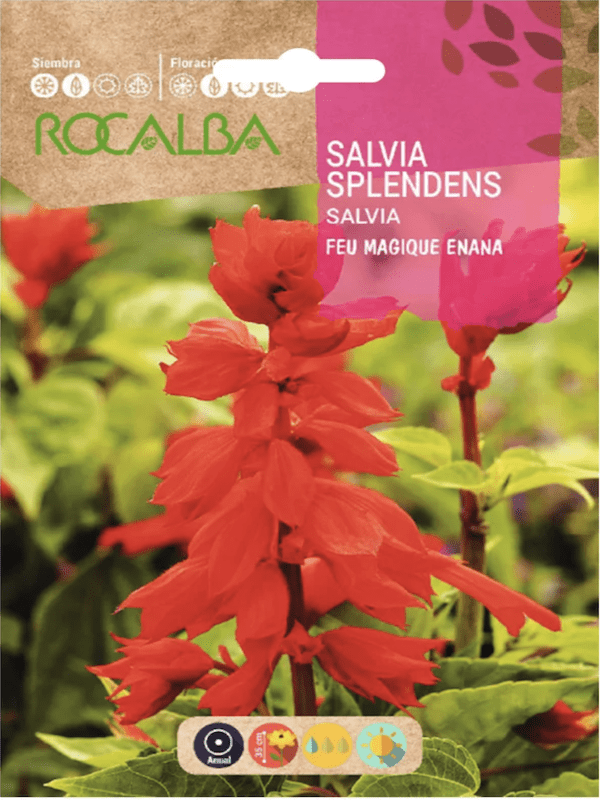 SALVIA Splendens  ENANA ROJA1