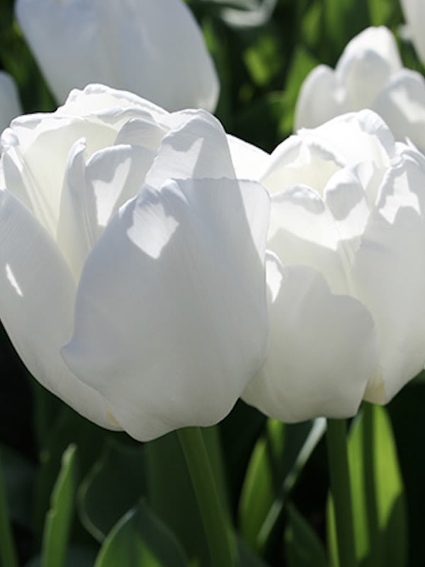 1 Docena de Bulbos Tulipas  Color: Blanco Gigante Calibre 12-142