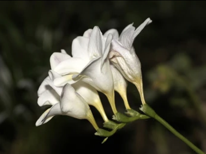 Bulbos Fresias Blancas. Pack 10 Unidades  SIZE: 5+2